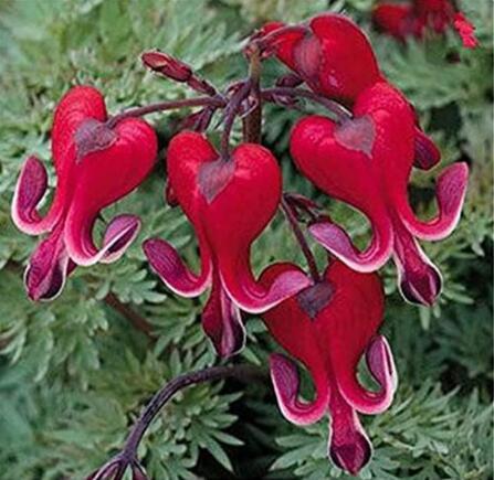Dicentra spectabilis, Dark Red