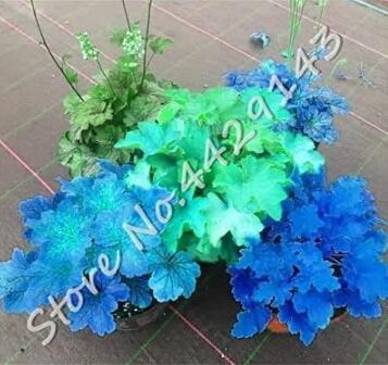 Heuchera