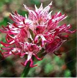 Italian Man Orchid