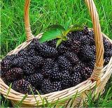 Black Mulberry