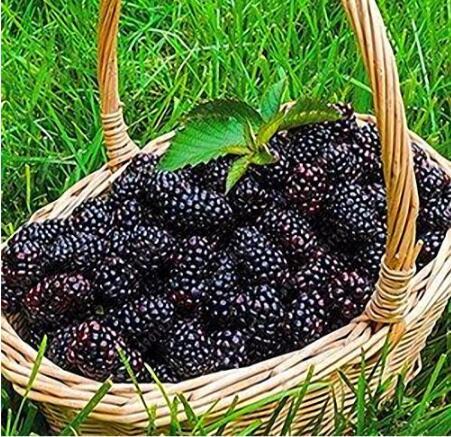 Black Mulberry