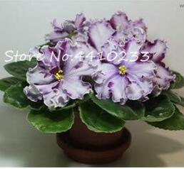 Violet Rare African Flowers