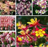 European Columbine, Mixed