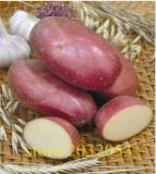 Potato red Skin Home Garden Vegetable