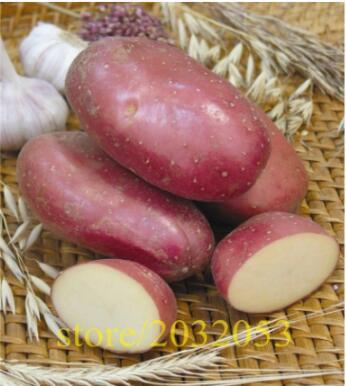 Potato red Skin Home Garden Vegetable
