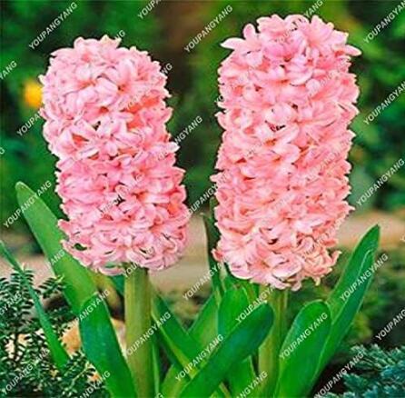 Hyacinthus Orientalis Seed (50 Seeds)