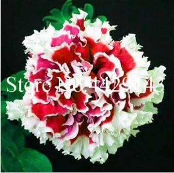 Rare Color Petunia Seeds