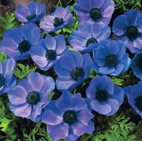 Anemone coronaria Mr Fokker Bombillas/cormos