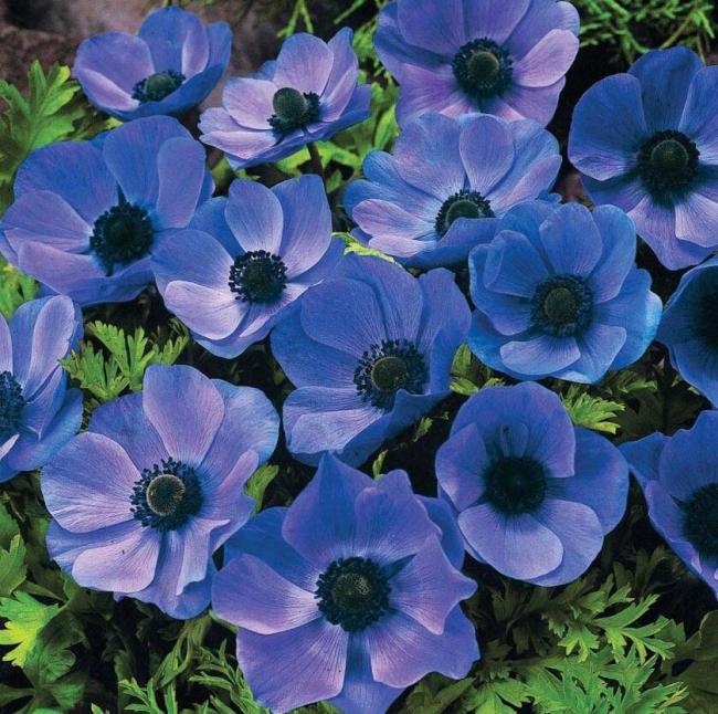 Anemone coronaria Mr Fokker Bombillas/cormos