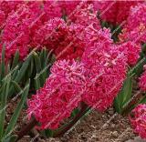 Hyacinthus Orientalis Seed (50 Seeds)