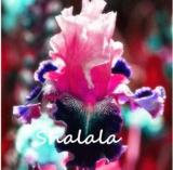 Bearded Iris Flower Rare