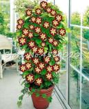Climbing Gloxinia Seeds