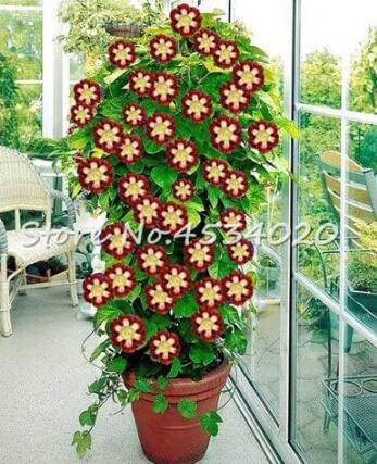 Climbing Gloxinia Seeds