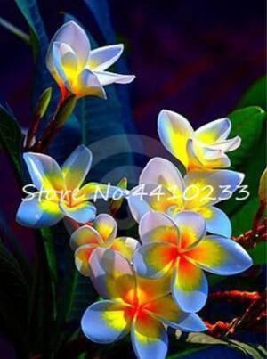 Plumeria Seed