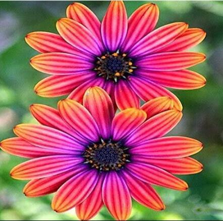 African Blue Eyed Daisy