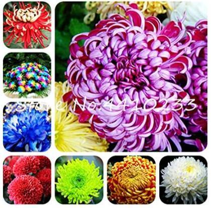 China Chrysanthemum Aster Seeds, Mixed