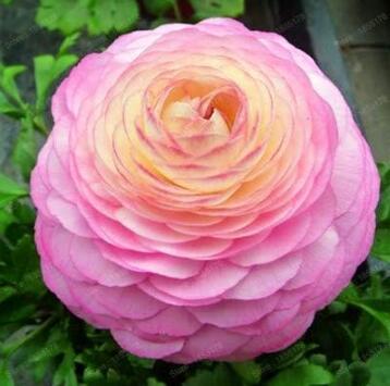 Ranunculus asiaticus Flower Seeds (100)