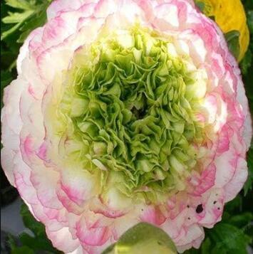 Ranunculus asiaticus Flower Seeds (100)