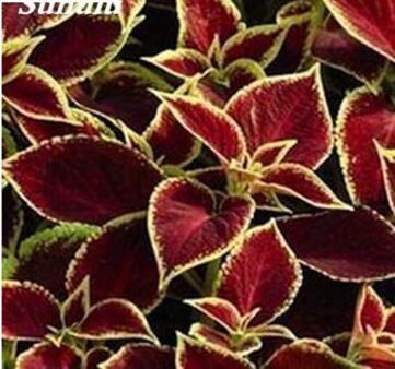 Japanese Coleus, Dark Red with Golden Edge