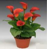 Calla Lily Bulbs