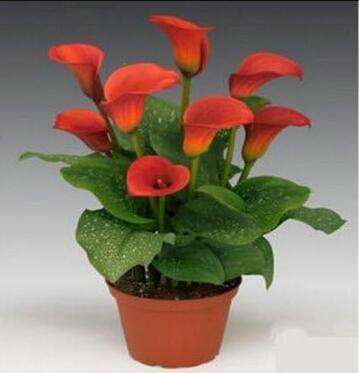 Calla Lily Bulbs