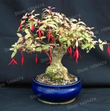 Mini Fuchsia, Bonsai Series
