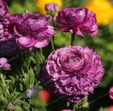 Ranunculus asiaticus Flower Seeds (100)