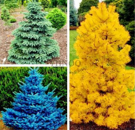 Yellow/Blue/Green Spruce, Mixed