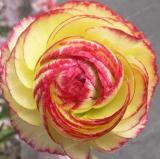 Ranunculus asiaticus Flower Seeds (100)