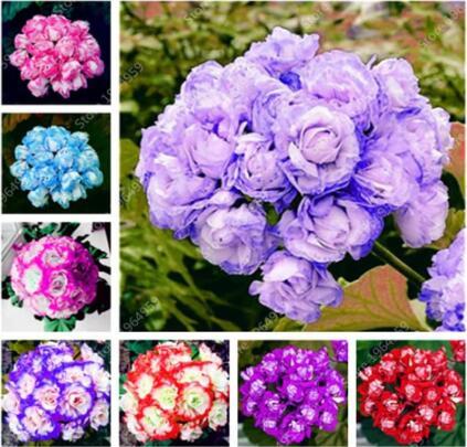 Geranium Seeds, Mixed