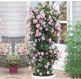Climbing Mandevilla Sanderi, Light Pink