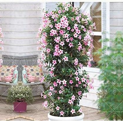 Climbing Mandevilla Sanderi, Light Pink