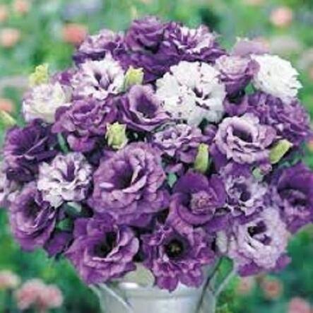 30 SEEDS PURPLE SHADES MIX LISIANTHUS FLOWER