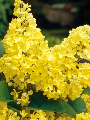 Syringa Vulgaris Seeds, Yellow Lilac Multi-stemmed Small Tree