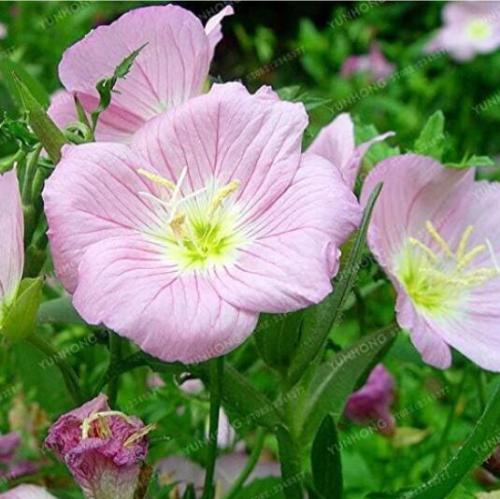 Oenothera Biennis, Pink