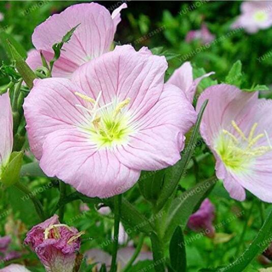 Oenothera Biennis, Pink