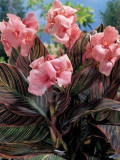 Pink Sunburst Canna Lily Seeds