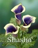Calla, Purple & Khaki