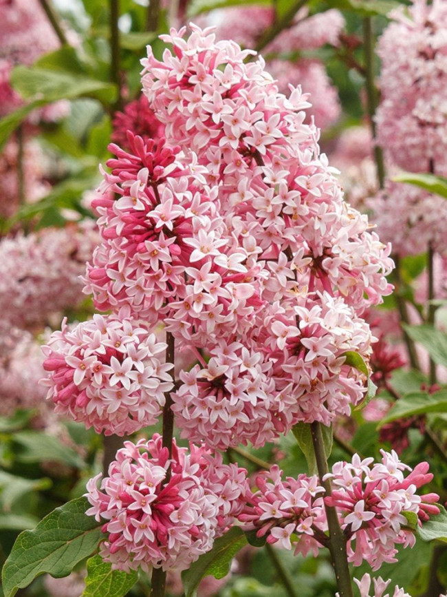 Syringa Vulgaris Seeds, Pink Lilac Multi-stemmed Small Tree