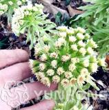 Greek Petasites Japonicus