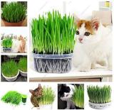 Cat Grass