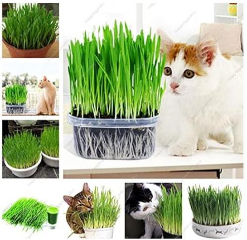Cat Grass