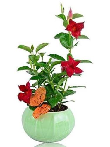 Mandevilla Sanderi Bonsai, Red
