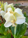 Moonshine Canna Lily Seeds, Green Leaves and Milky White Flowers