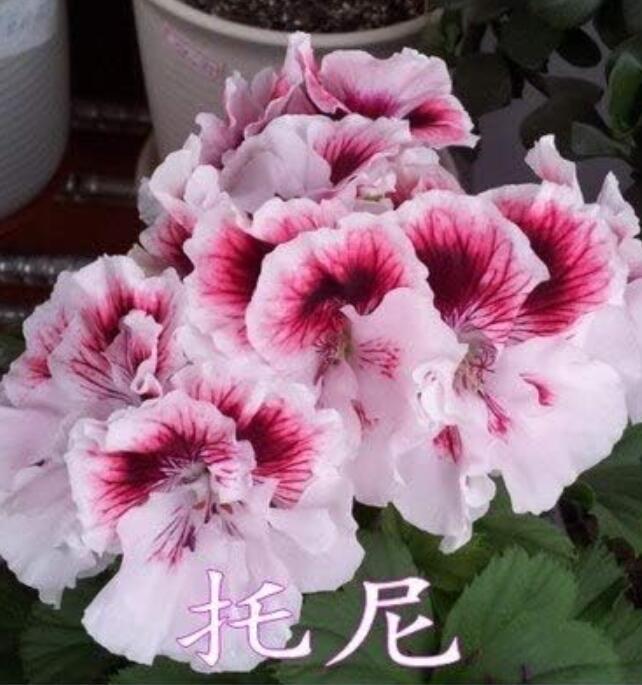 Geranium Pelargonium, Light Pink with Dark Red Centre