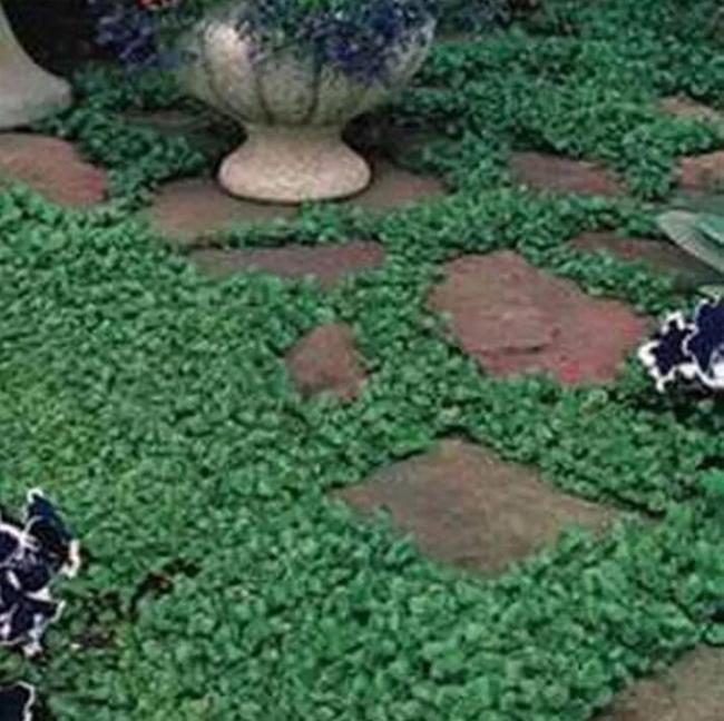 1000 Dichondra Repens Seeds - Dichondra