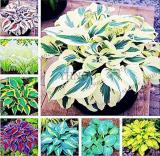 Hosta, Mixed 8 Types