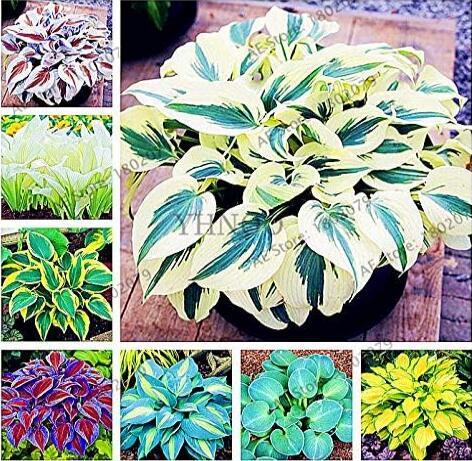 Hosta, Mixed 8 Types