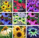 Japan Echinacea Purpurea, Mixed