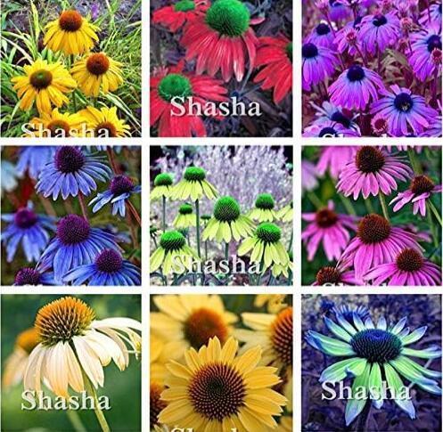 Japan Echinacea Purpurea, Mixed